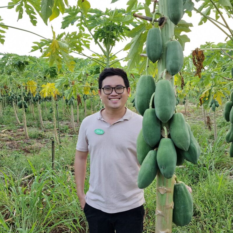 Harry papaia istanduses kodukale Harry papaia istanduses kodukale