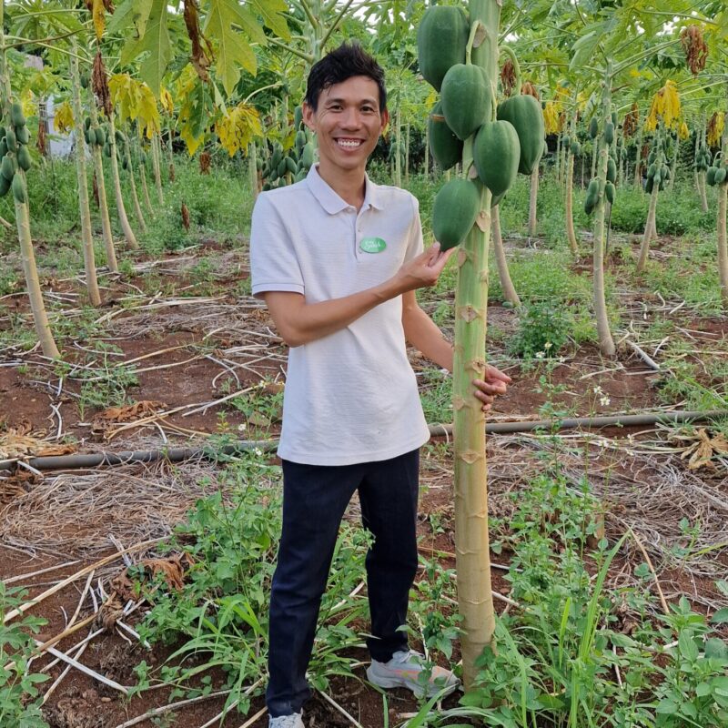 Tao papaia istanudse isa Tao papaia istanudse isa