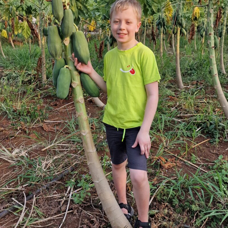 Treven papaia puuga Treven papaia puuga